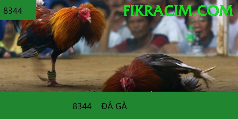 Đá Gà Trực Tiếp - Ưu đãi đặc biệt